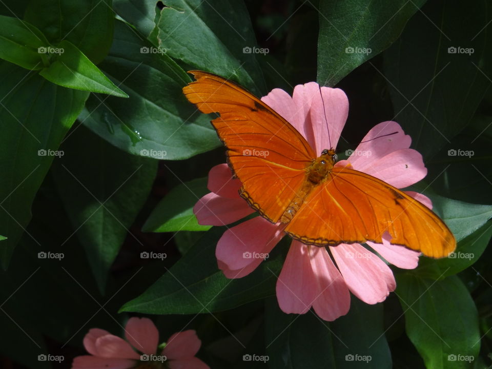 Orange Butterfly on Pink Flower