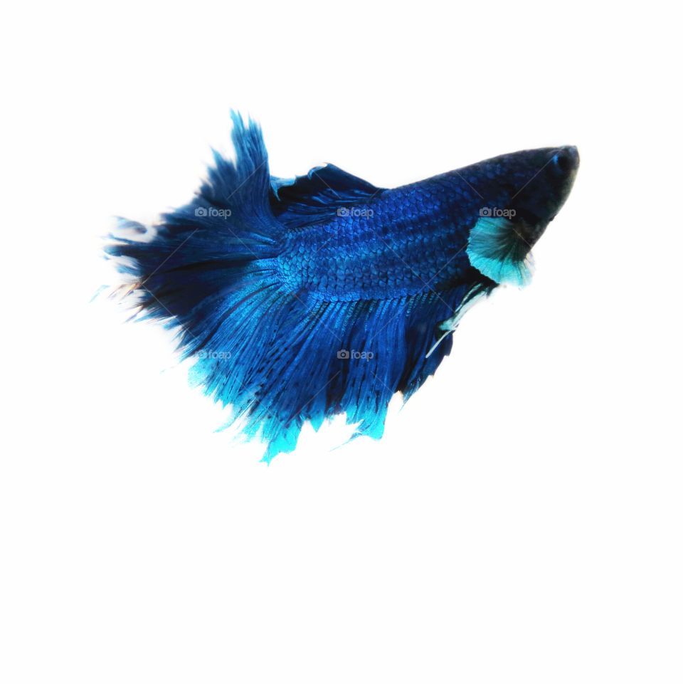 betta fish