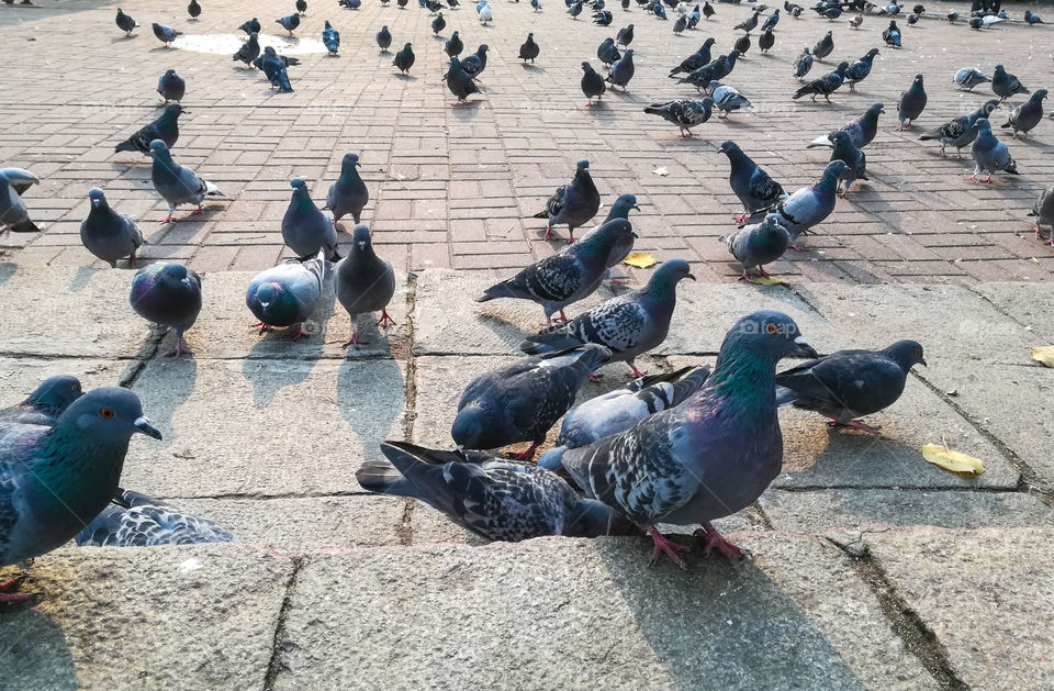 bunch of pigeons on the city streets curiously looking into the camera