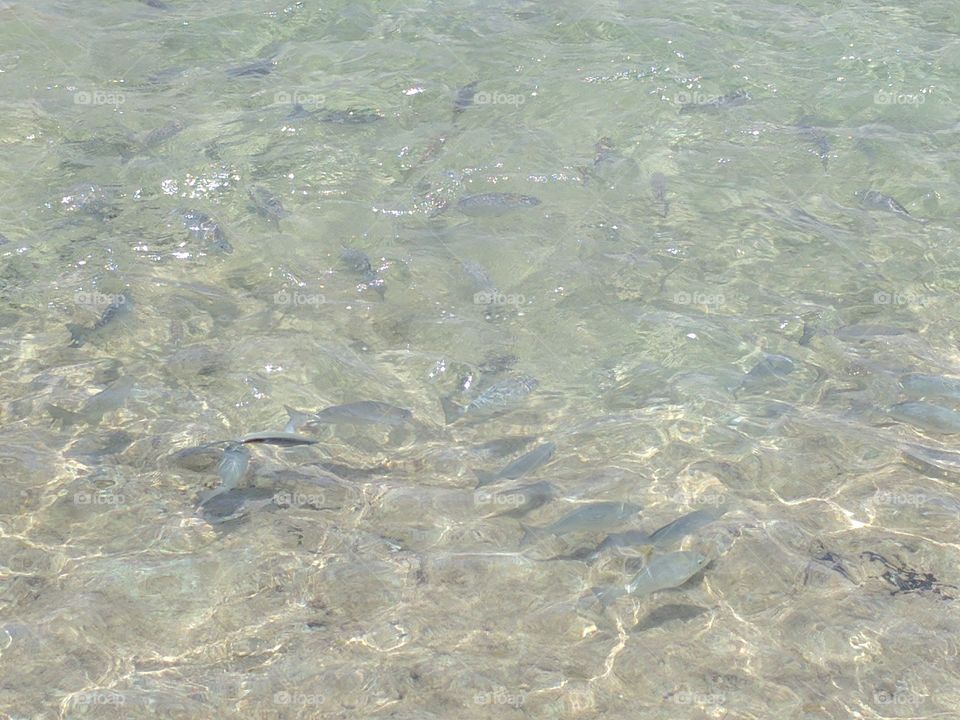 school of fish in clear water