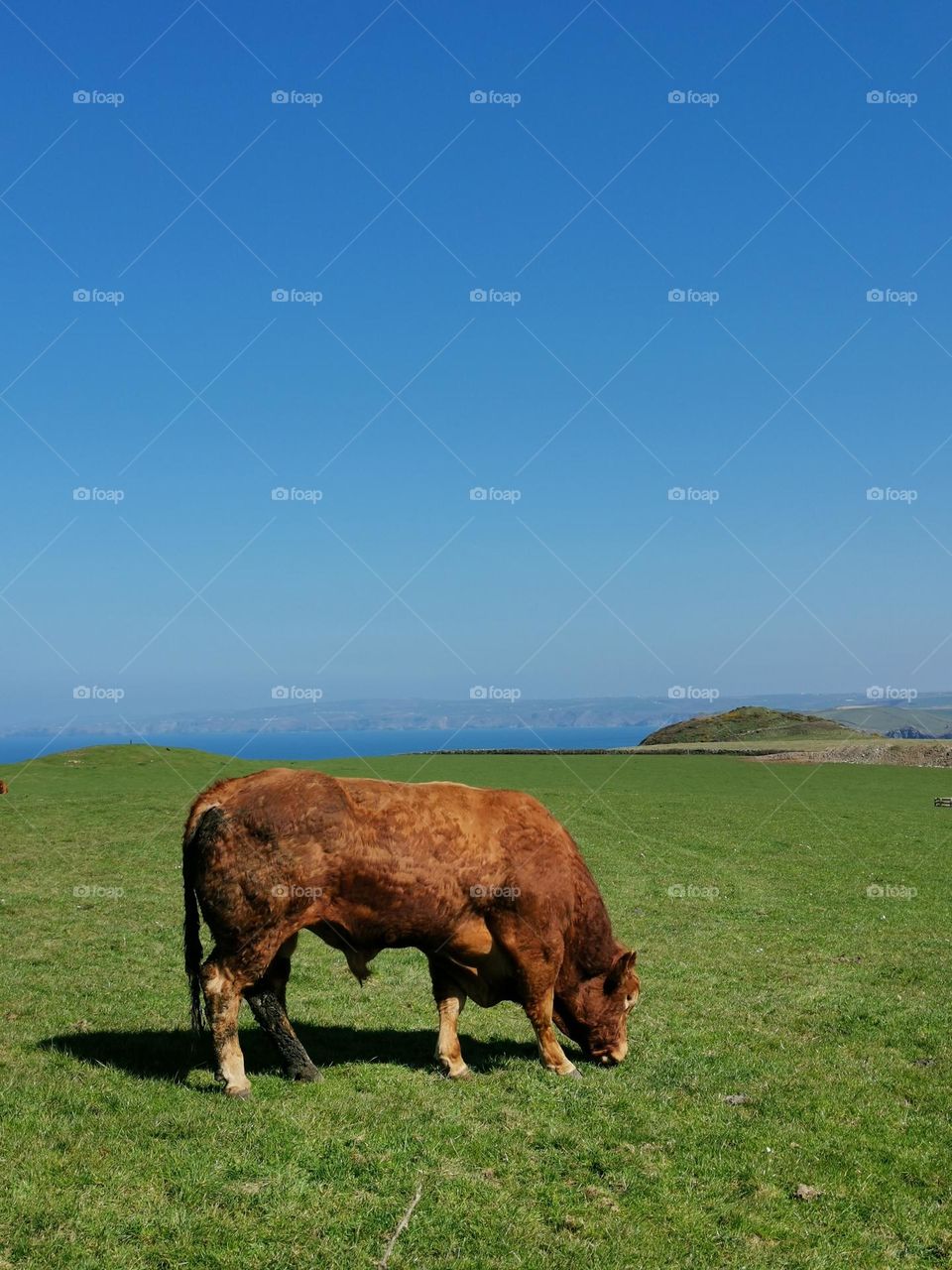 The bull grazes on a green lawn.