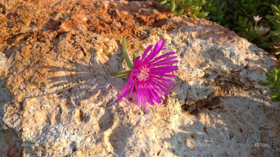 Lonely flower on a rock at sunset