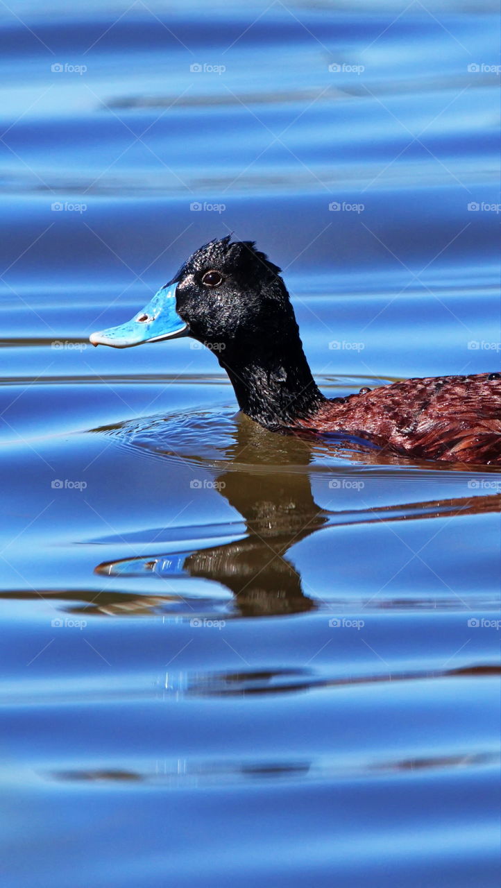 Blue Billed duck