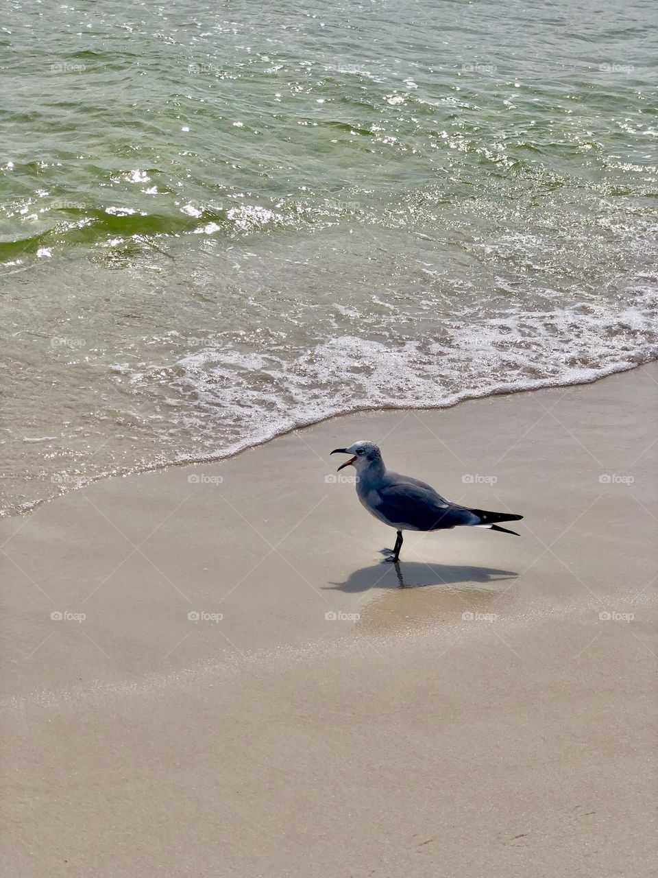 Closeup of laughing gull standing on the wet sand at the shoreline of Navarre Beach, Florida, US. His beak is wide open as he calls into the ocean breeze.