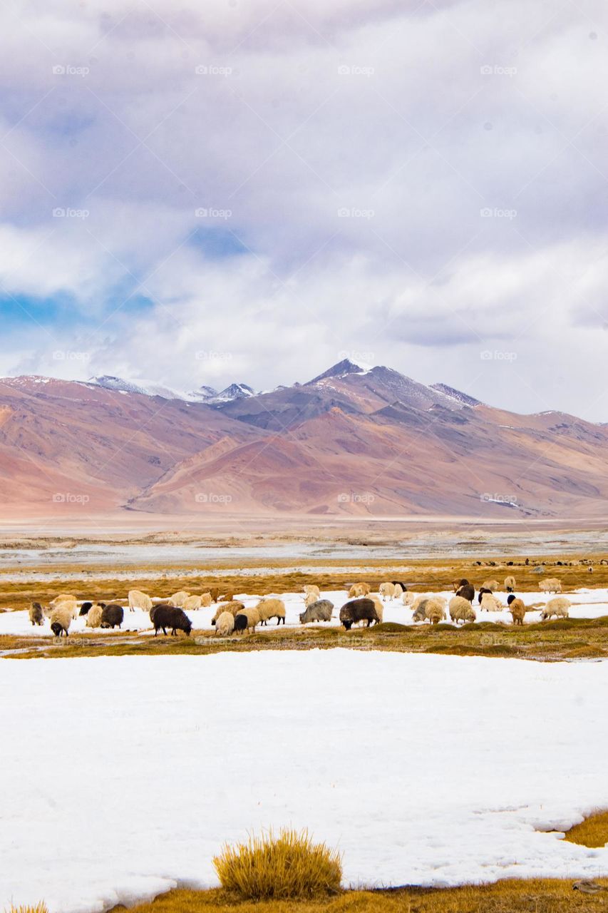 sheep on the frozen lake