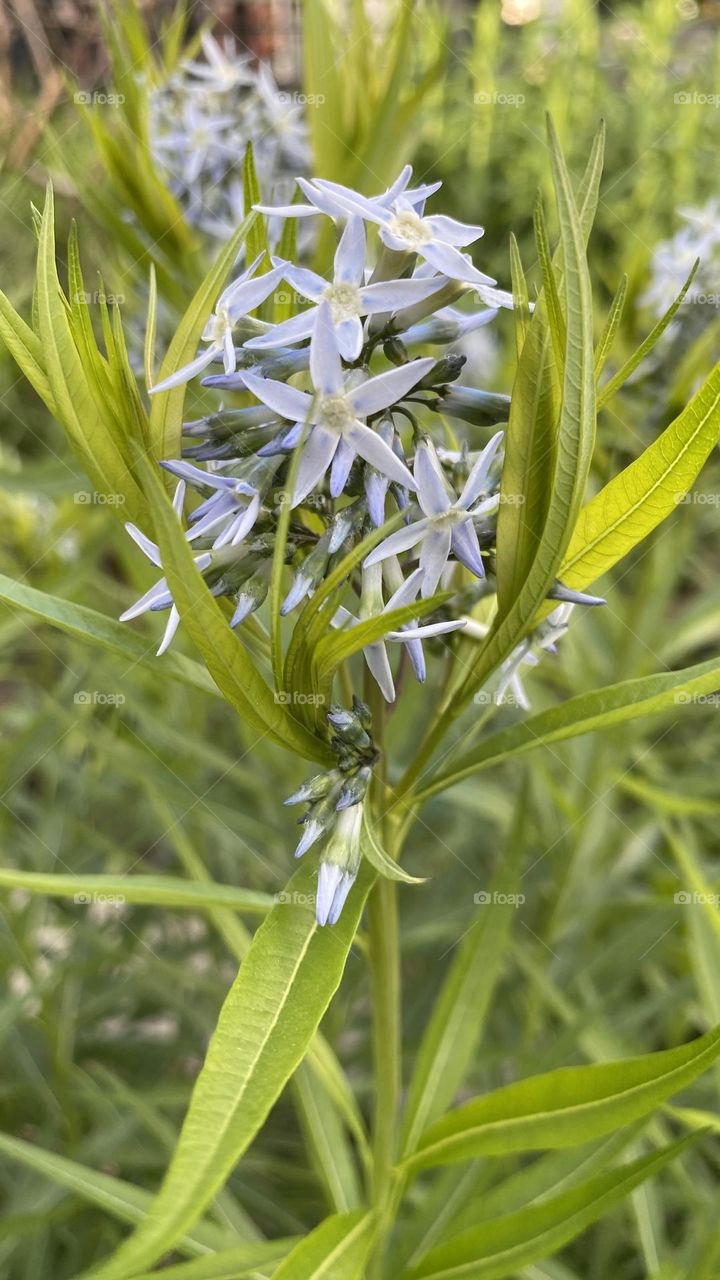 Flower blossoms of eastern bluestar. 