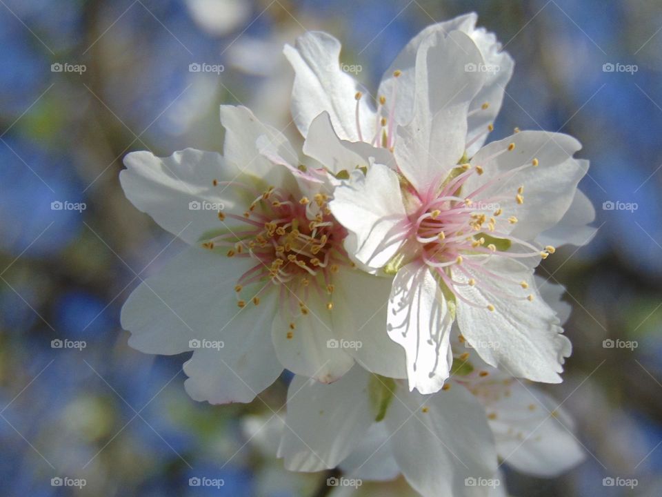 Flowers of almond tree