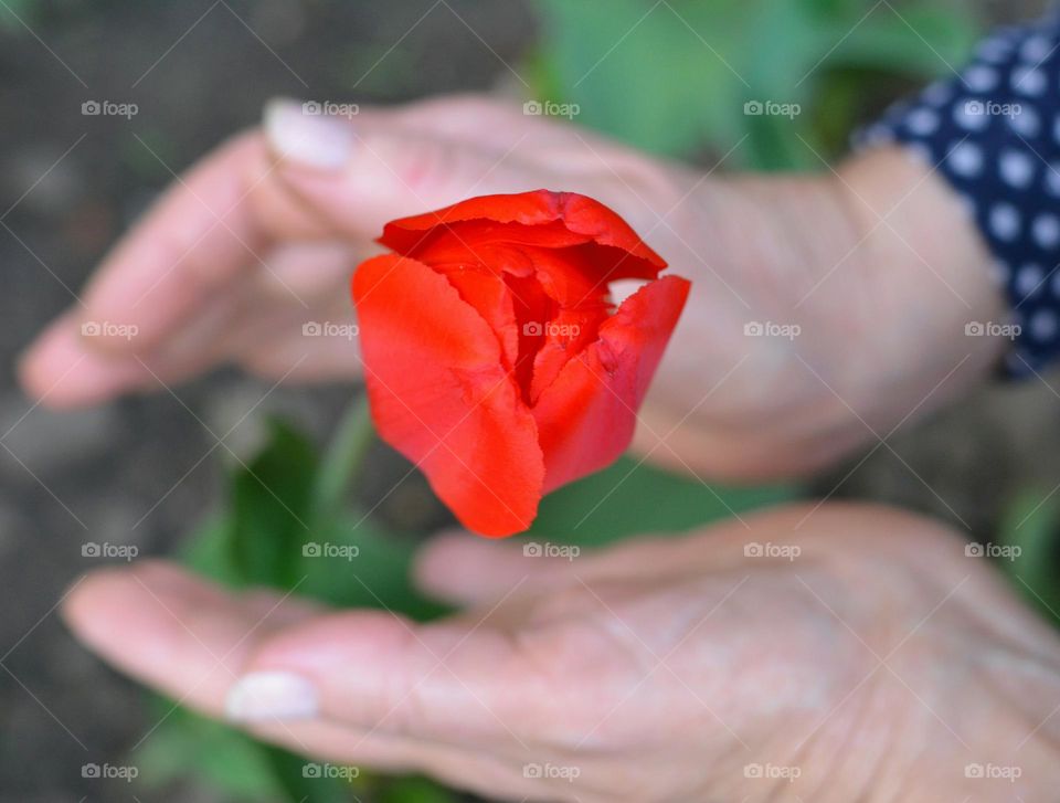 spring nature red tulips flowers and female hands