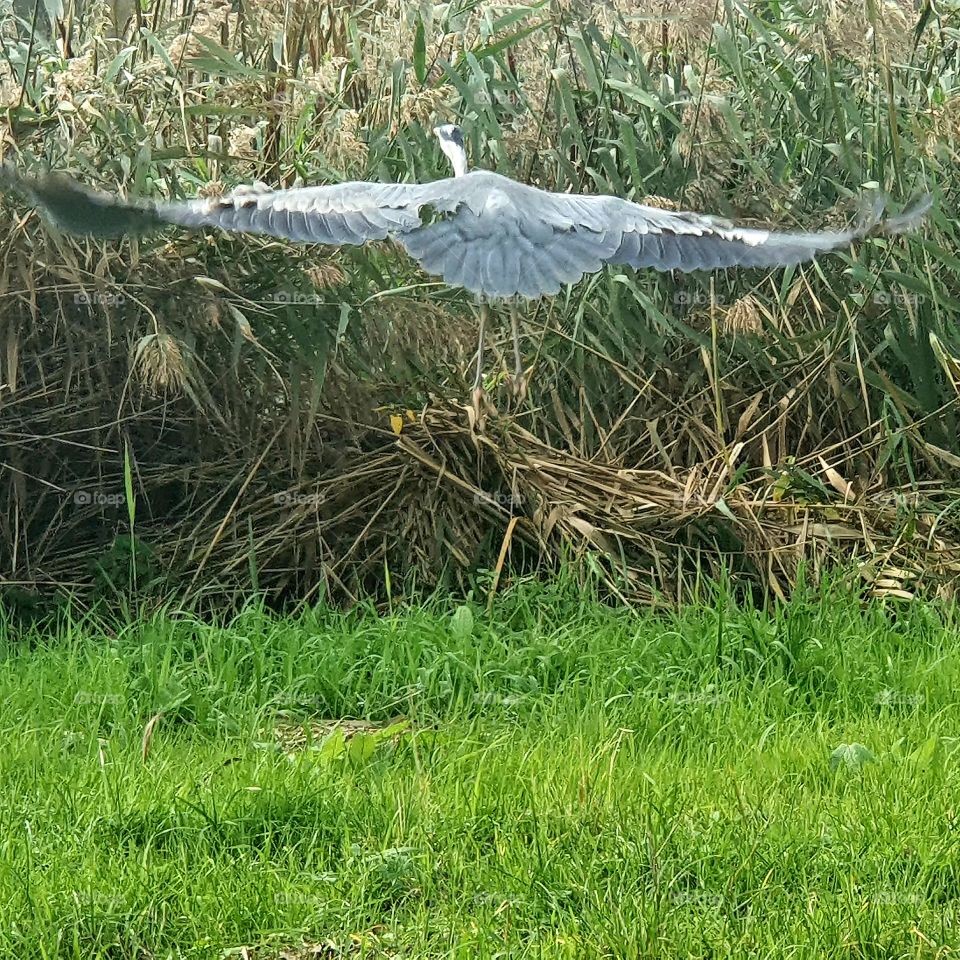A heron that has just left.
