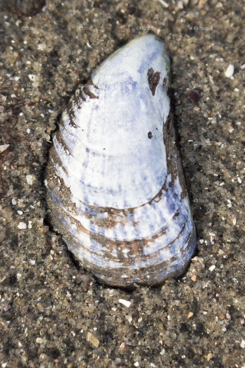 Blue seashell on the beach