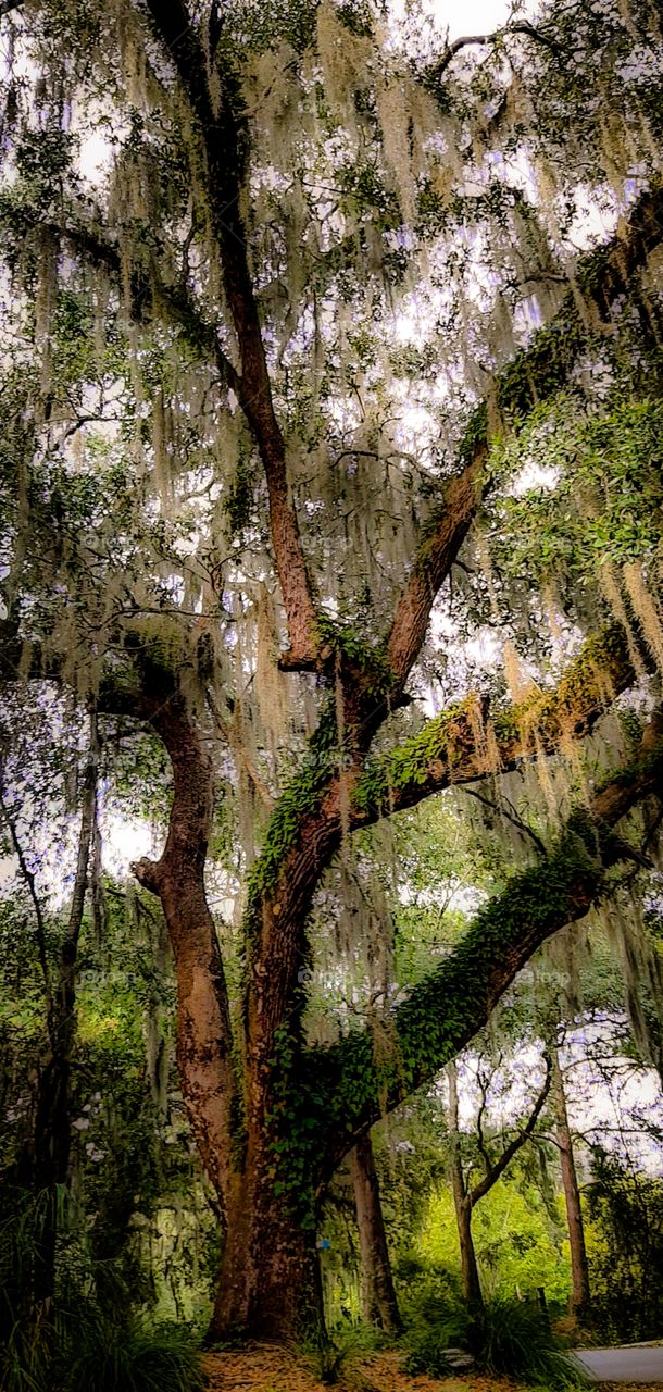 sun setting shines on Spanish Moss and areas of 300 year old Live Oak Tree one of my favorites