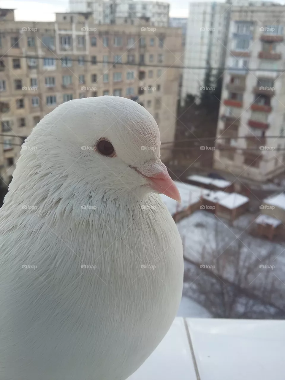 Pigeon 9