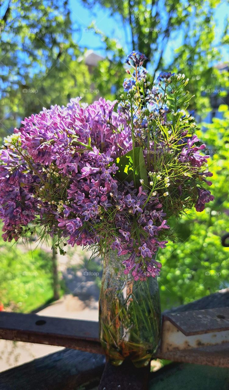 flowers in summer