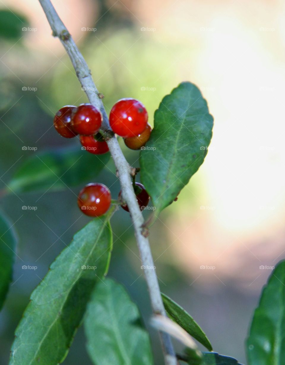 berries on tree.