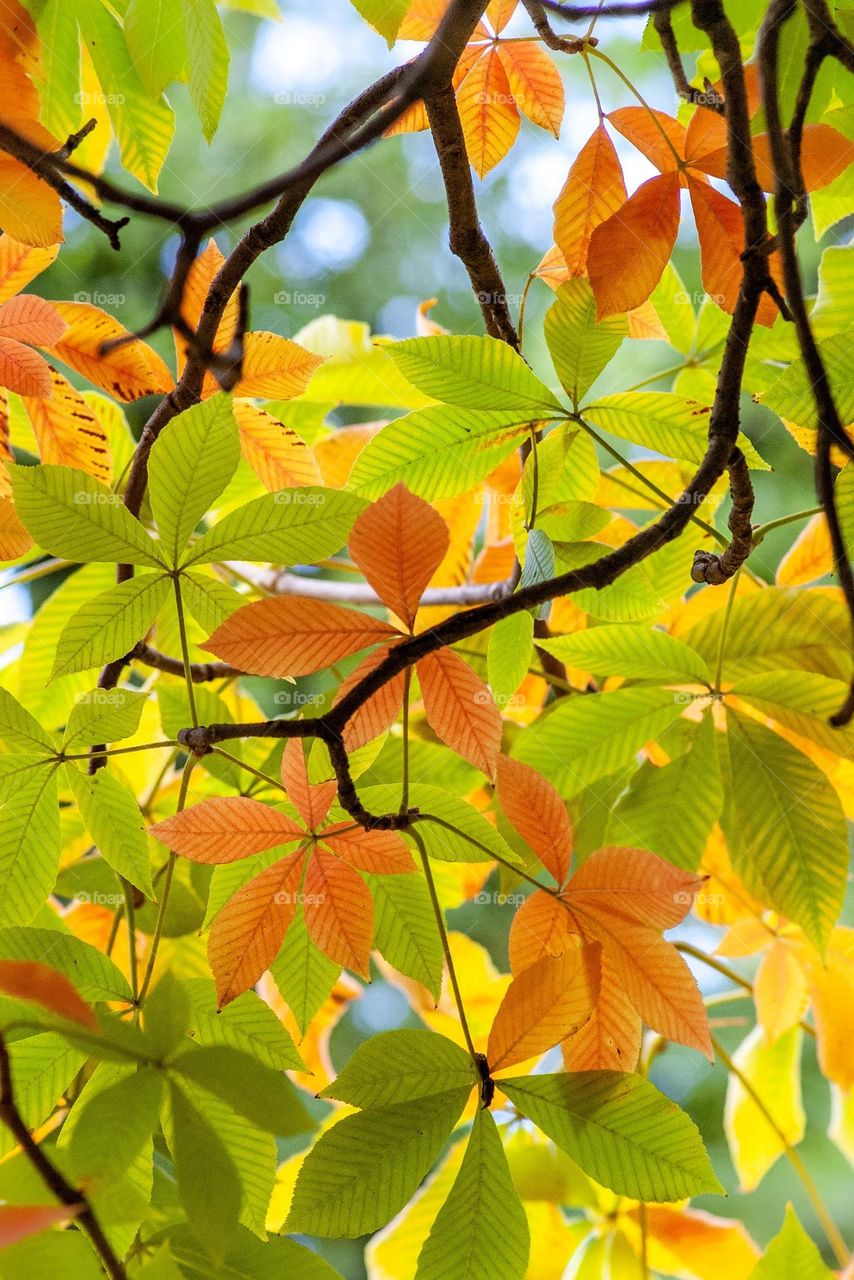 Beautiful maple leaves