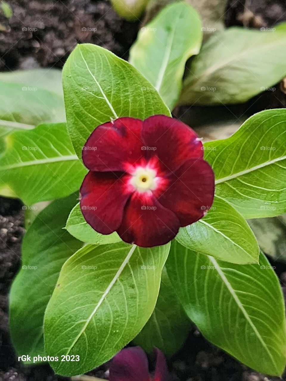 reddish bown vinca