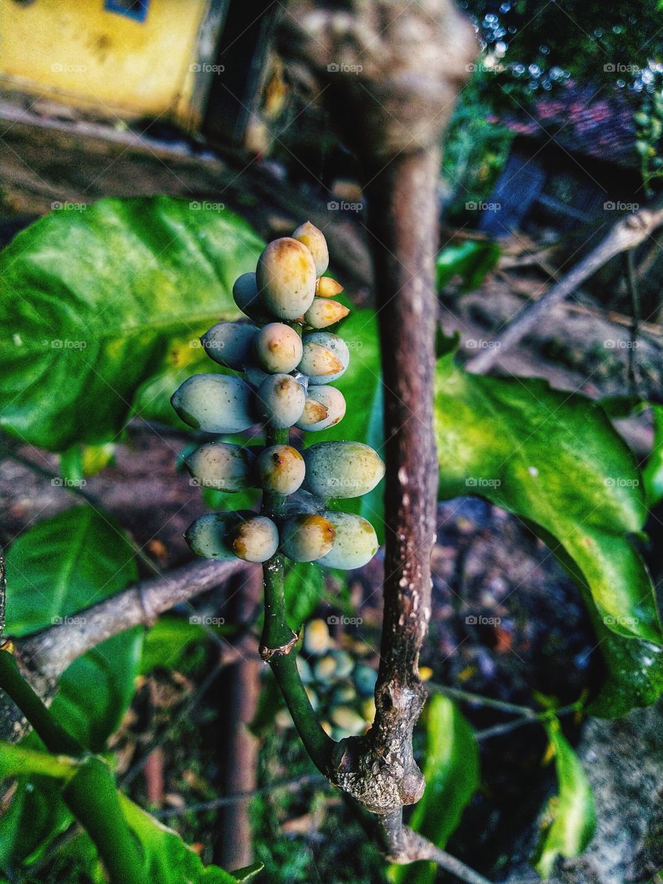 Melinjo or belinjo is a species of tree-shaped open seed plant originating from Asia