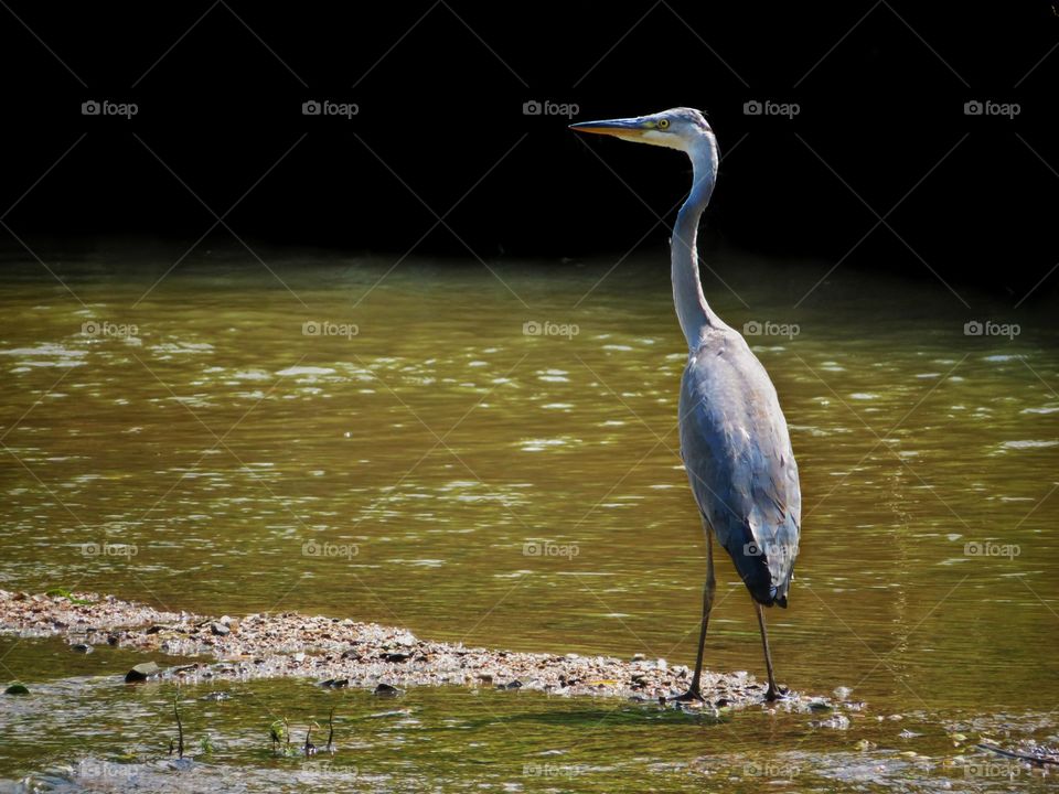 heron in river