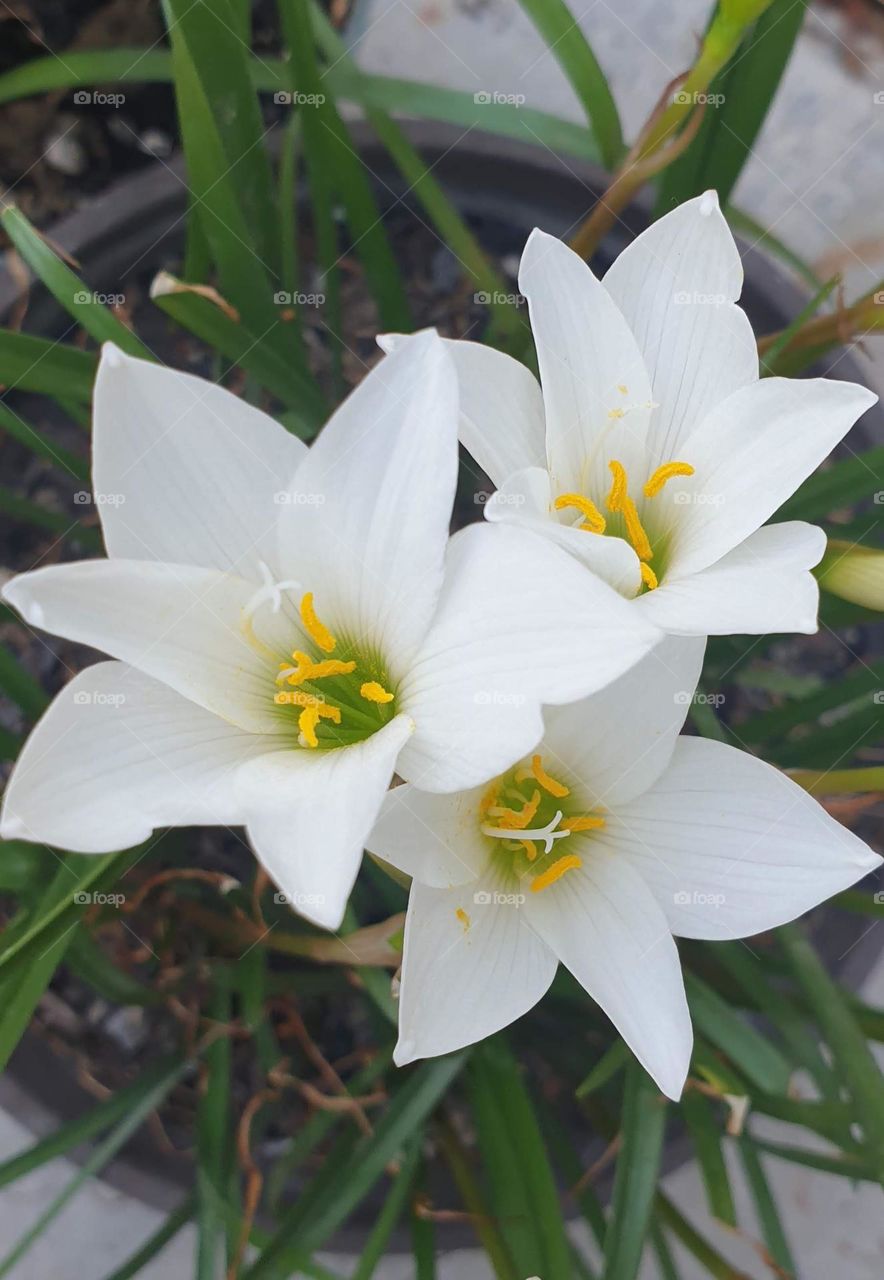 beautiful white lily plant, soft and delicate