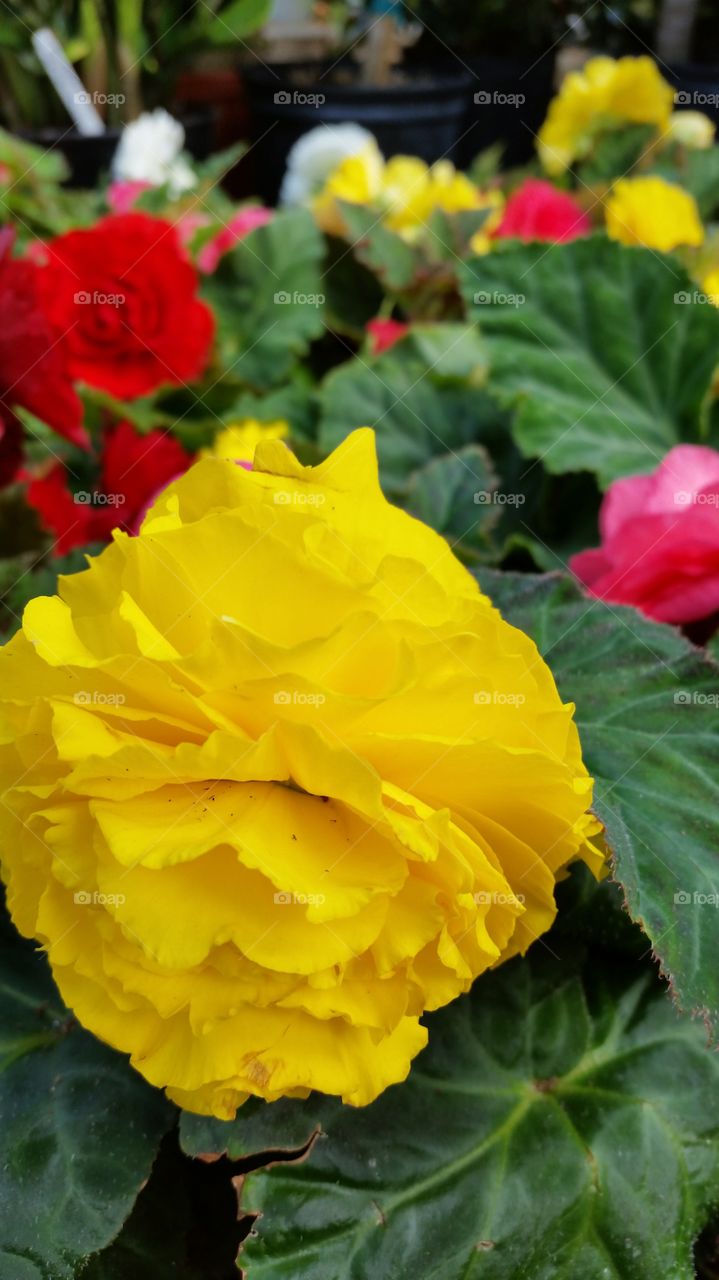 Bright yellow flower closeup