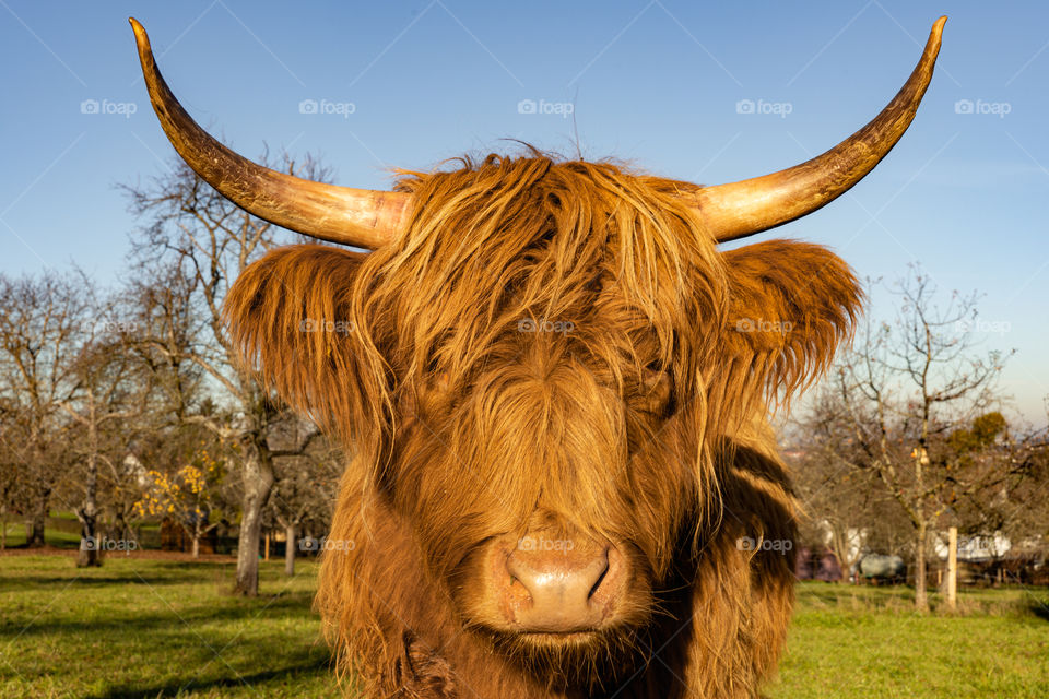 longhorn cattle