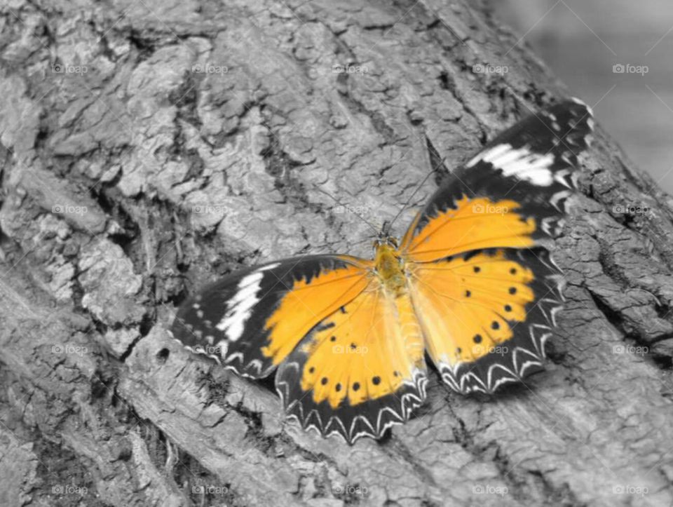 Butterfly, Unfolded