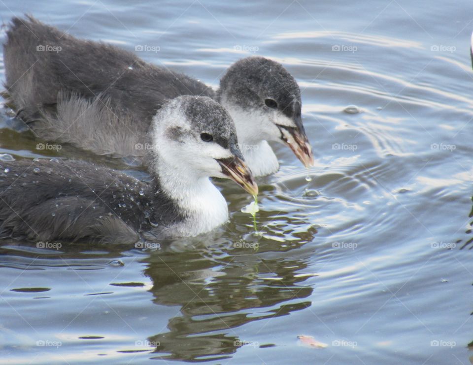 wild ducks on a pond near the city of Voronezh in Russia