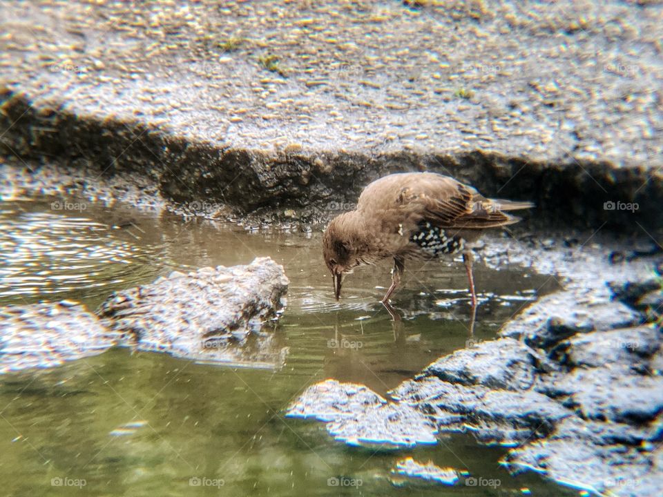 Reflection of sparrow drinking with brown feathers and with rocks background. Sparrow.