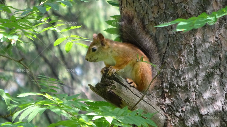 wild nature of the Urals in Russia