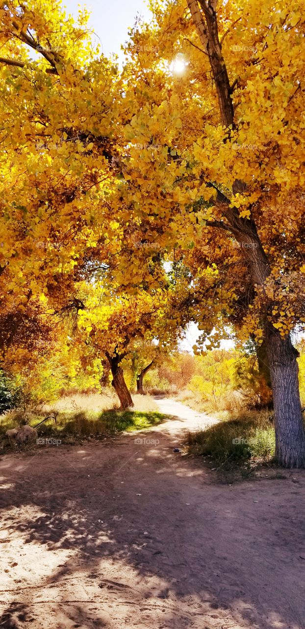 Autumn Path with Cottonwood Trees