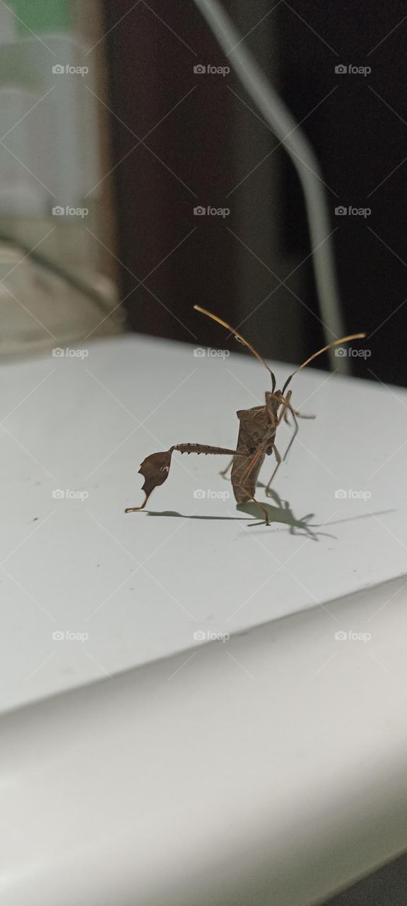 Nocturnal insect attracted to light