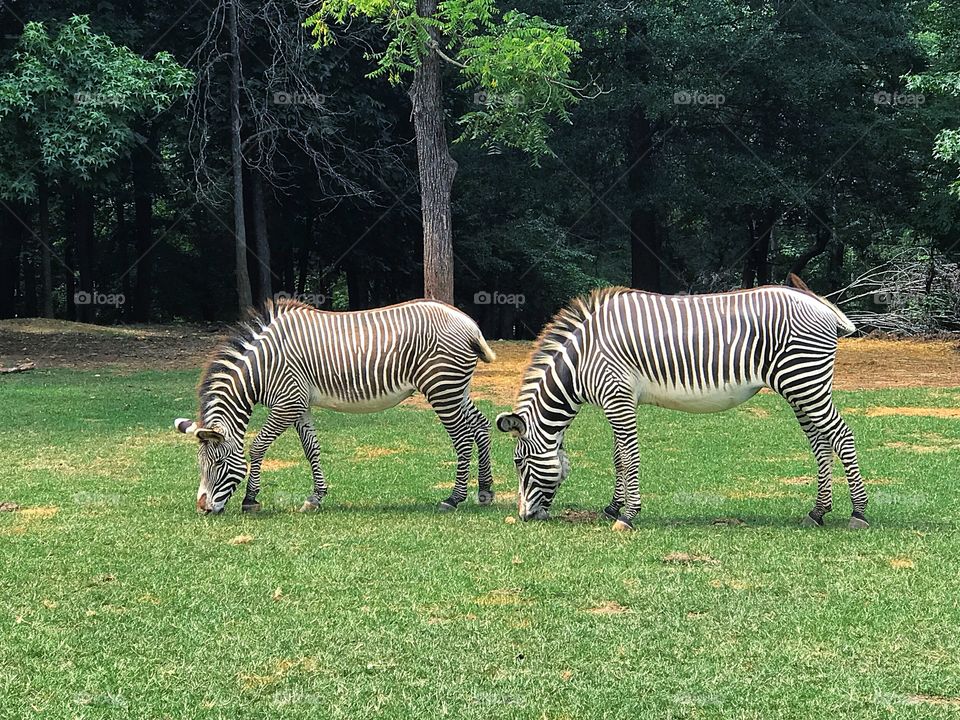 Zebras at Lazy 5 North Carolina zoo