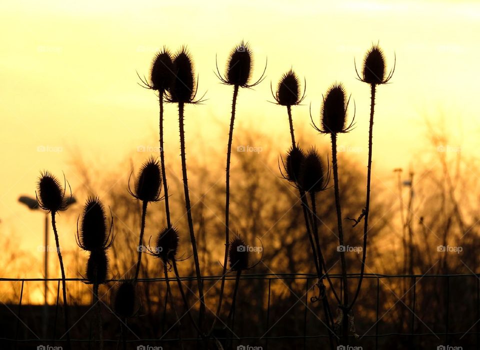 amazing silhouettes