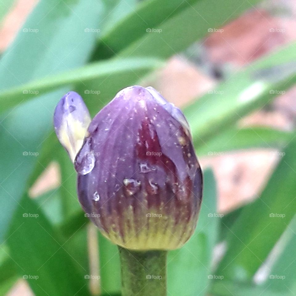 blue flower bud of agapamthus slowly opening  in autumn