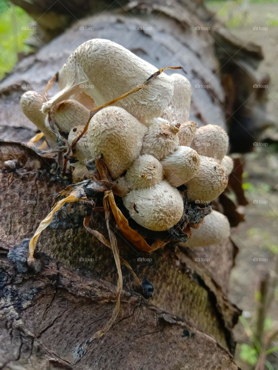 a fungus that grows on the trunk of a coconut tree.