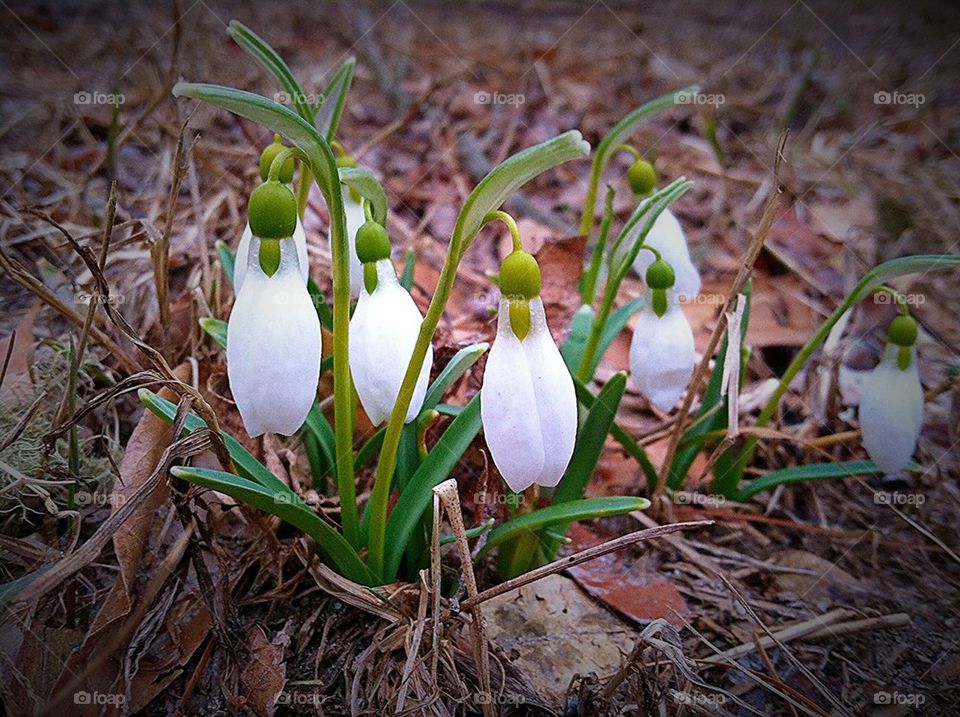 Snowdrops