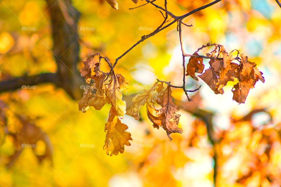 Fall. Against the background of yellow foliage, oak leaves.