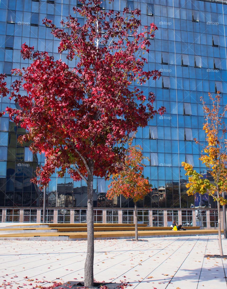 Beautiful red, yellow and orange trees in front of a large modern glass building. City greenery