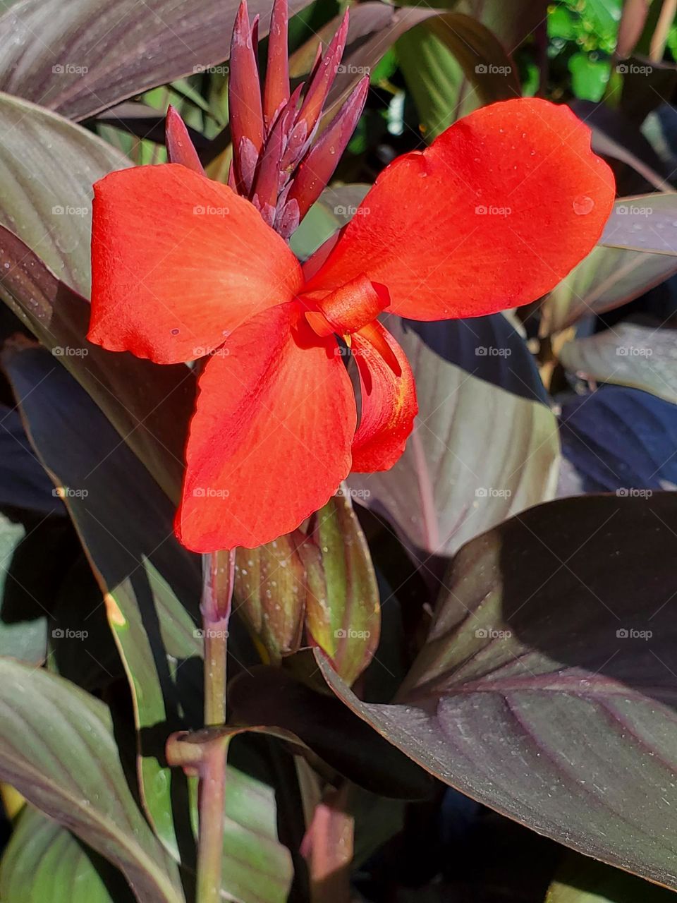 Simple Red Flower in Bloom