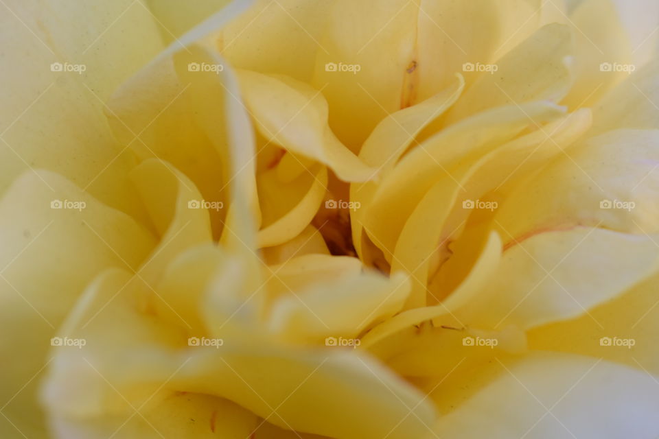 Close up on a rose 