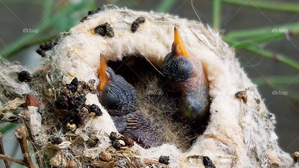 Baby hummingbirds in the nest