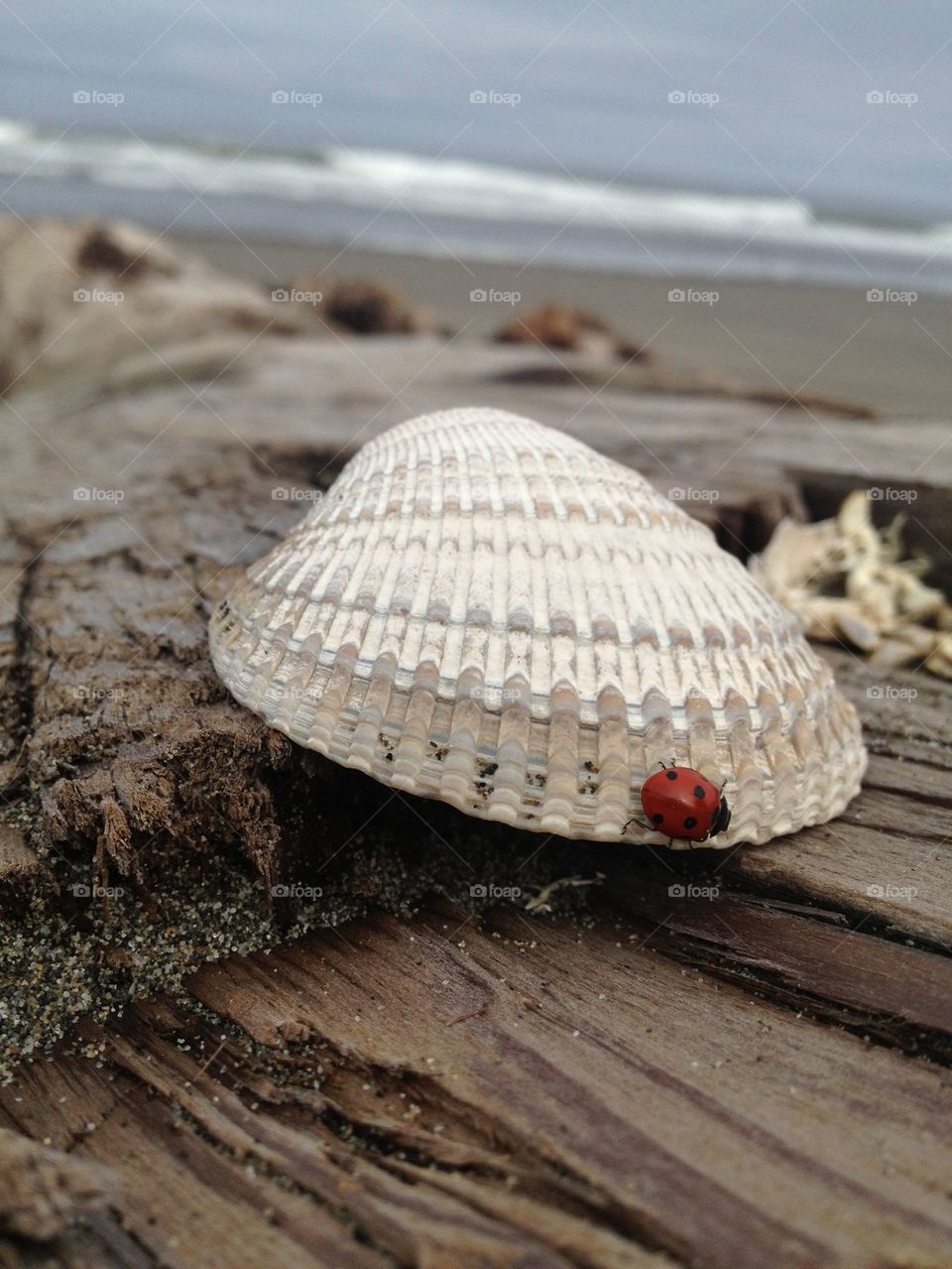 Lady bug on a shell