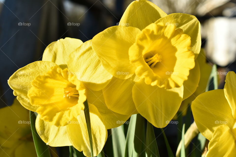 DAFFODILS