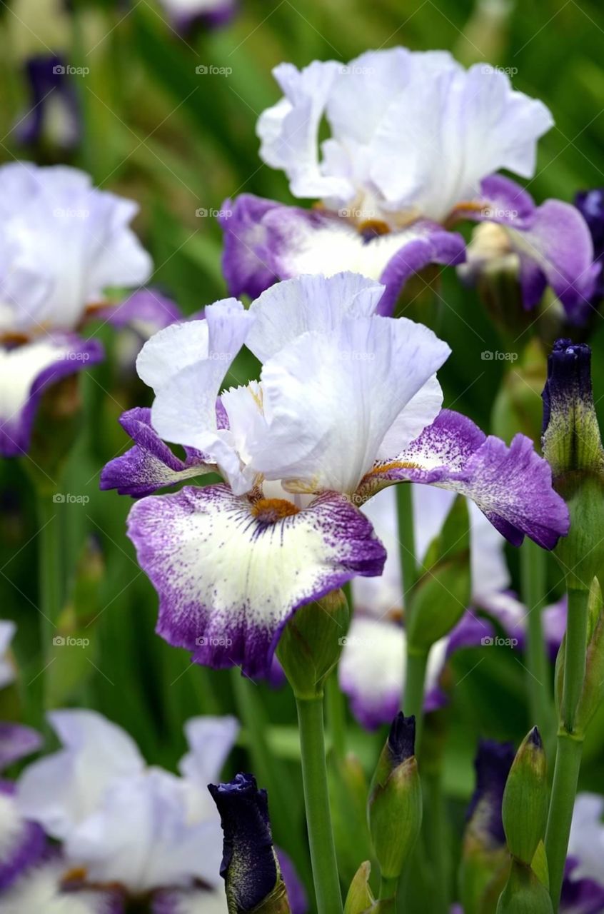 Purple/white iris. Purple and white iris flower