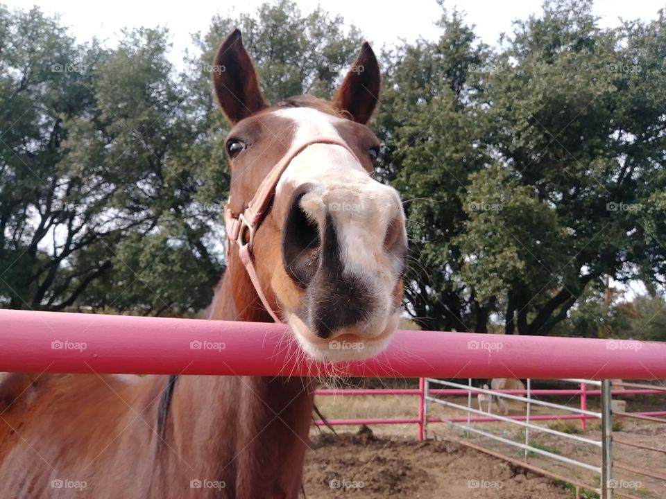 Front face view of horse in a corral.