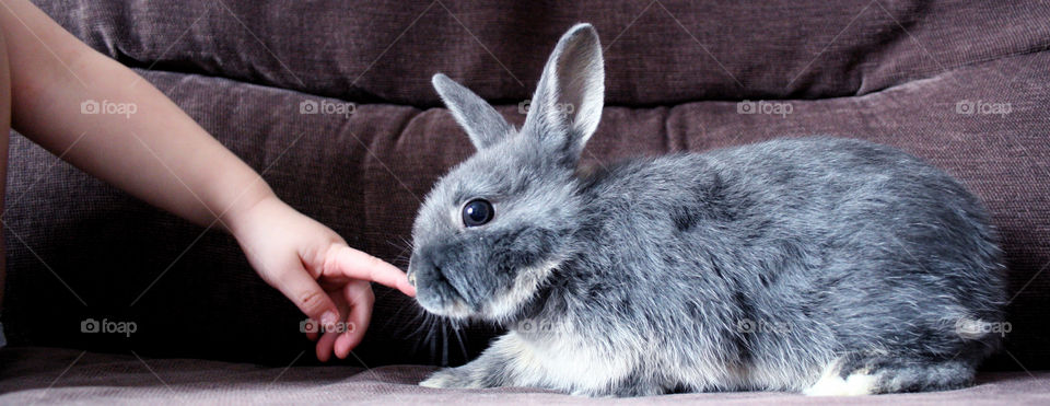 grey child hand rabbit by pixiedust