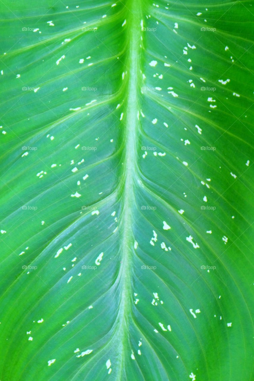 Patterns in nature. Viens and spots on a leaf.