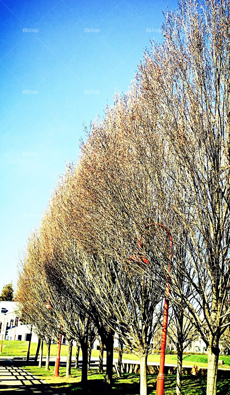 Tree in winter