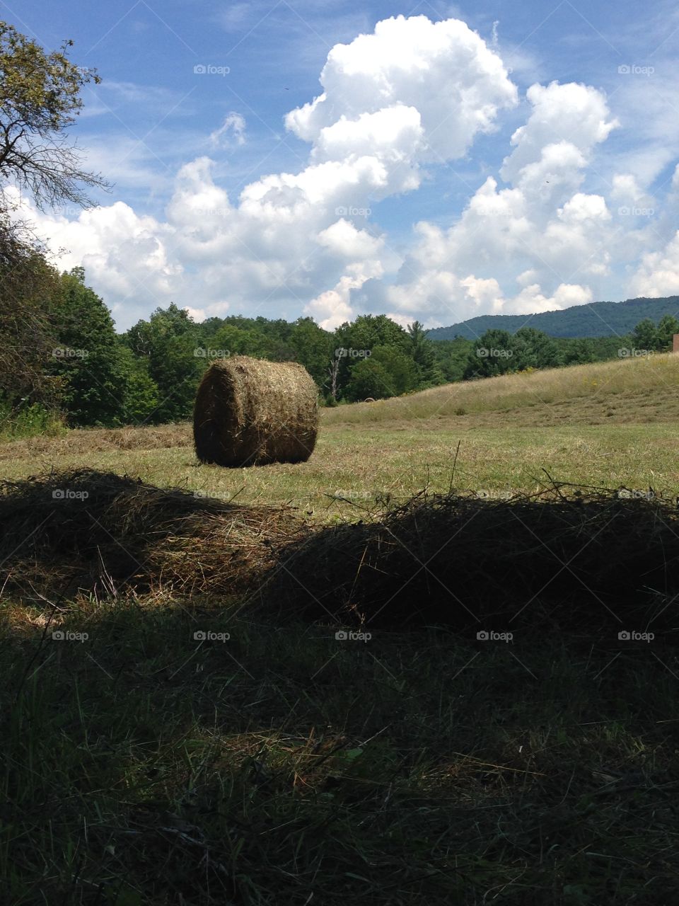 Gotta make hay while the sun shines 