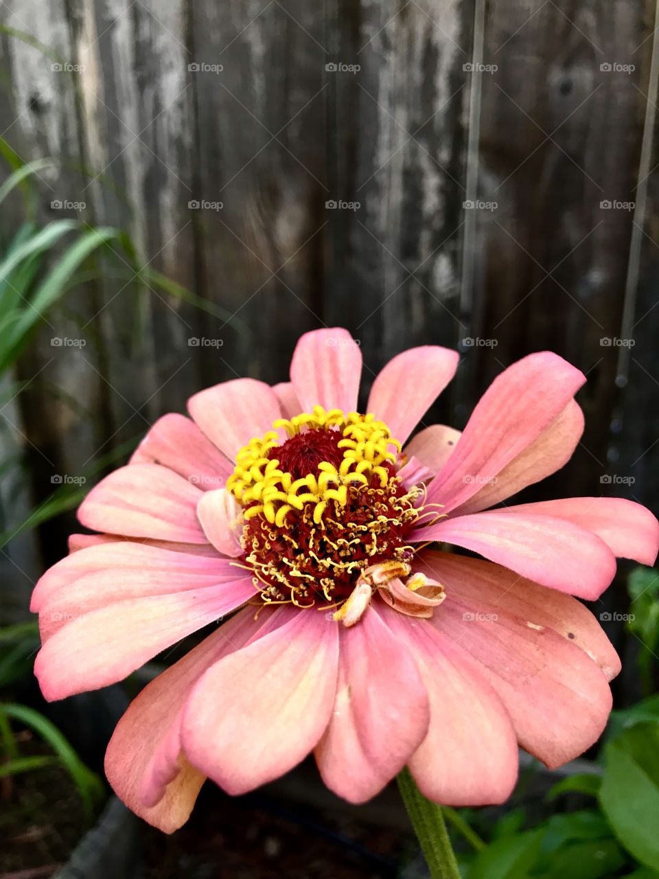 Pretty Zinnia 